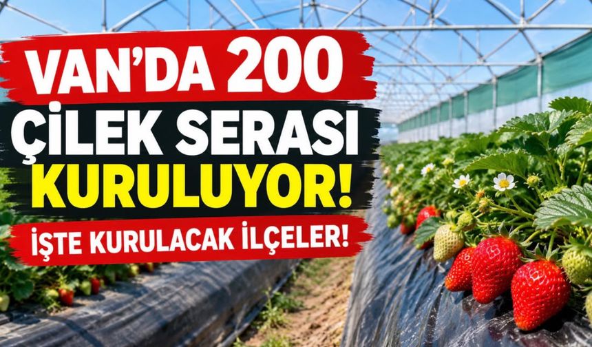 Van’da 200 Çilek Serası Kuruluyor! Vali Balcı Projeleri Açıkladı