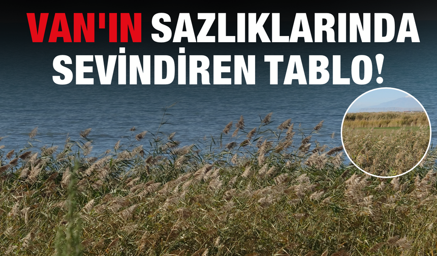 Van'da Kuraklığın Kaderi Değişti! Kuruyan Sazlıklarda Şaşırtan Gelişme
