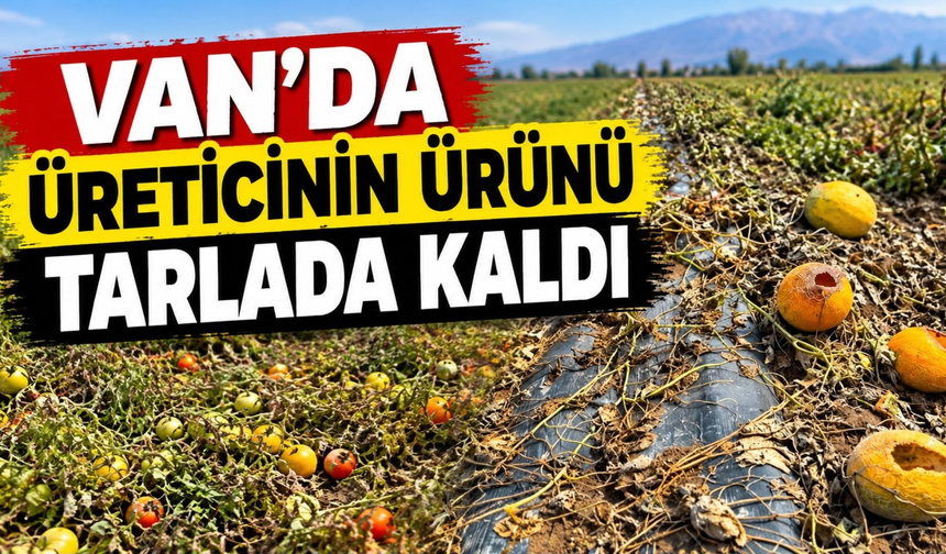 Van'da Üreticinin Ürünü Tarlada Kaldı!