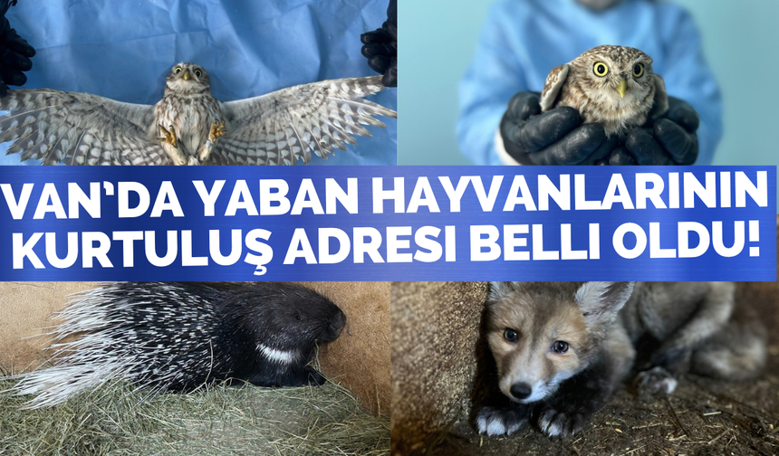 Van’da 500 Yaban Hayvanı İçin Seferberlik! 200’ü Doğaya Döndü