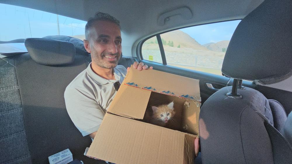 Kedi2
