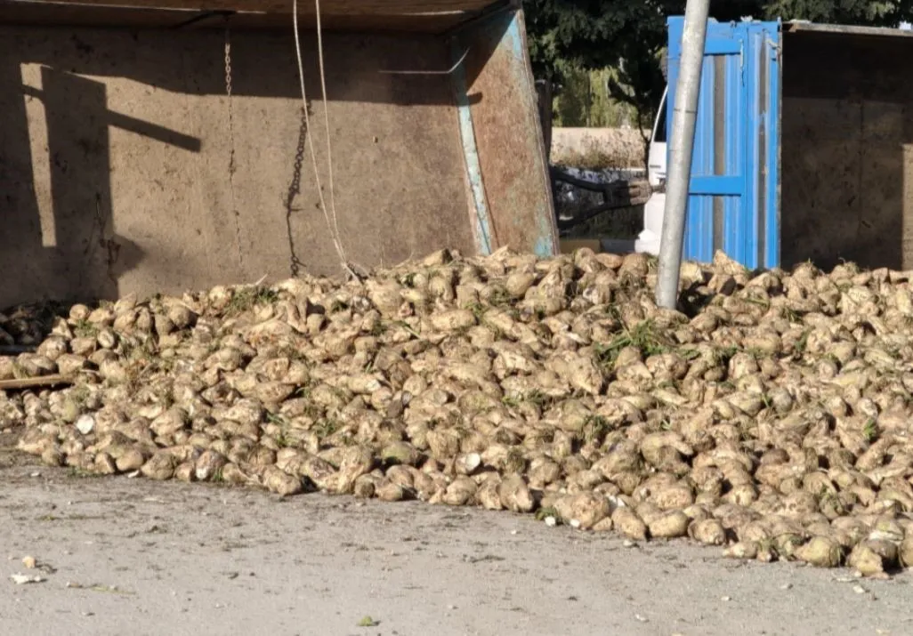 Muşşs Ü