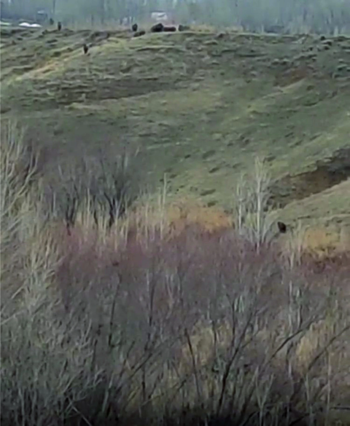 Ercis Nisanci Mahallesinde Domuz Surusu Goruntulendi 163949 20251215-1