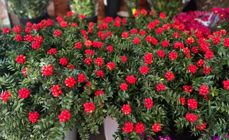 Kokina Cicegi Sizlere Sans Ve Mutluluk Getirecek 1734519390