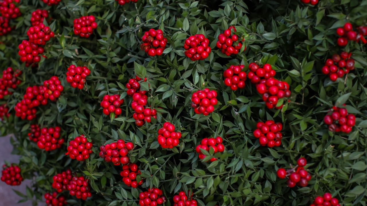 Van65Haber 2025 12 24T121030.889