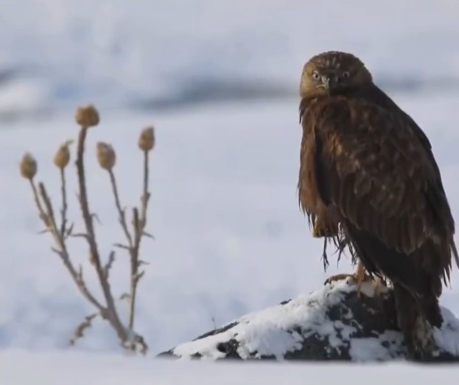 Whatsapp Image 2026 01 30 At 15.39.51