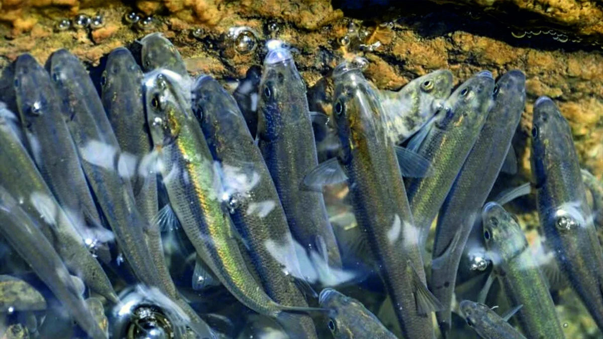 Ercis Balik Bendinde Ucan Baliklarin Muhtesem Gorsel Soleni Basladi 112143 20250520