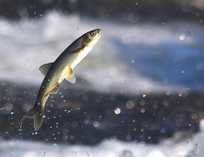 Inci Kefali Ilk Gocune Basladi 3632671 O