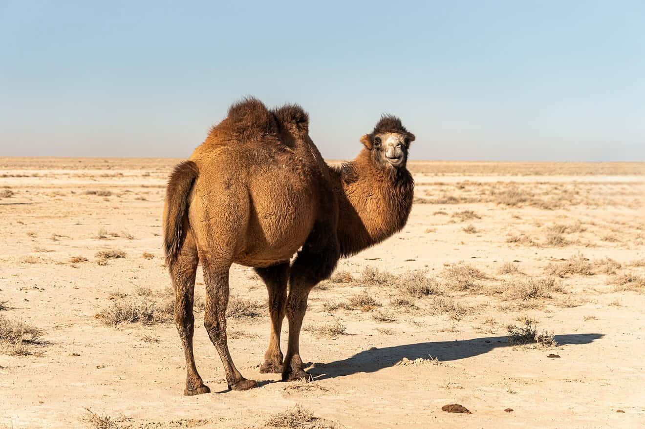 Camels At Kyzylkum Desert 1320X880