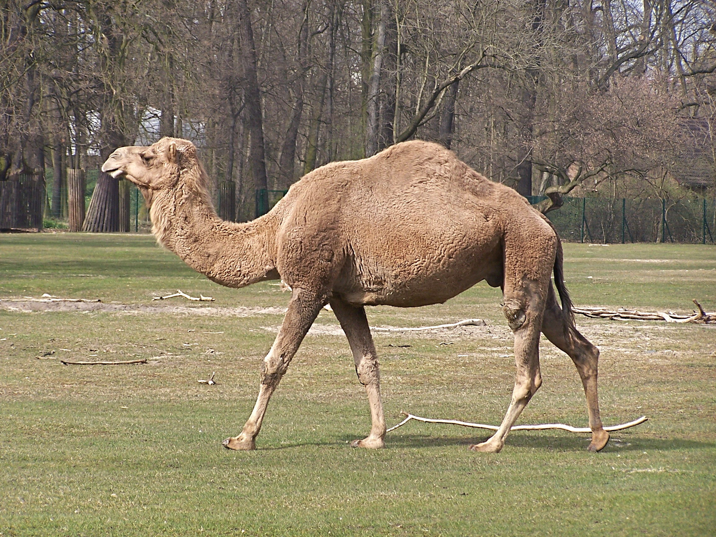 Camelus Dromedarius At Tierpark Berlin 1