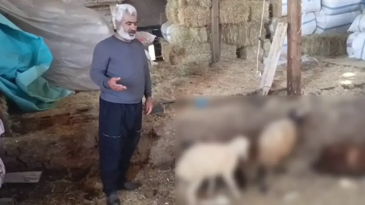 Erzurum'da Kurtlar Ağıla Girdi 14 Koyun Telef Oldu, 30 Hayvan Kayıp-1