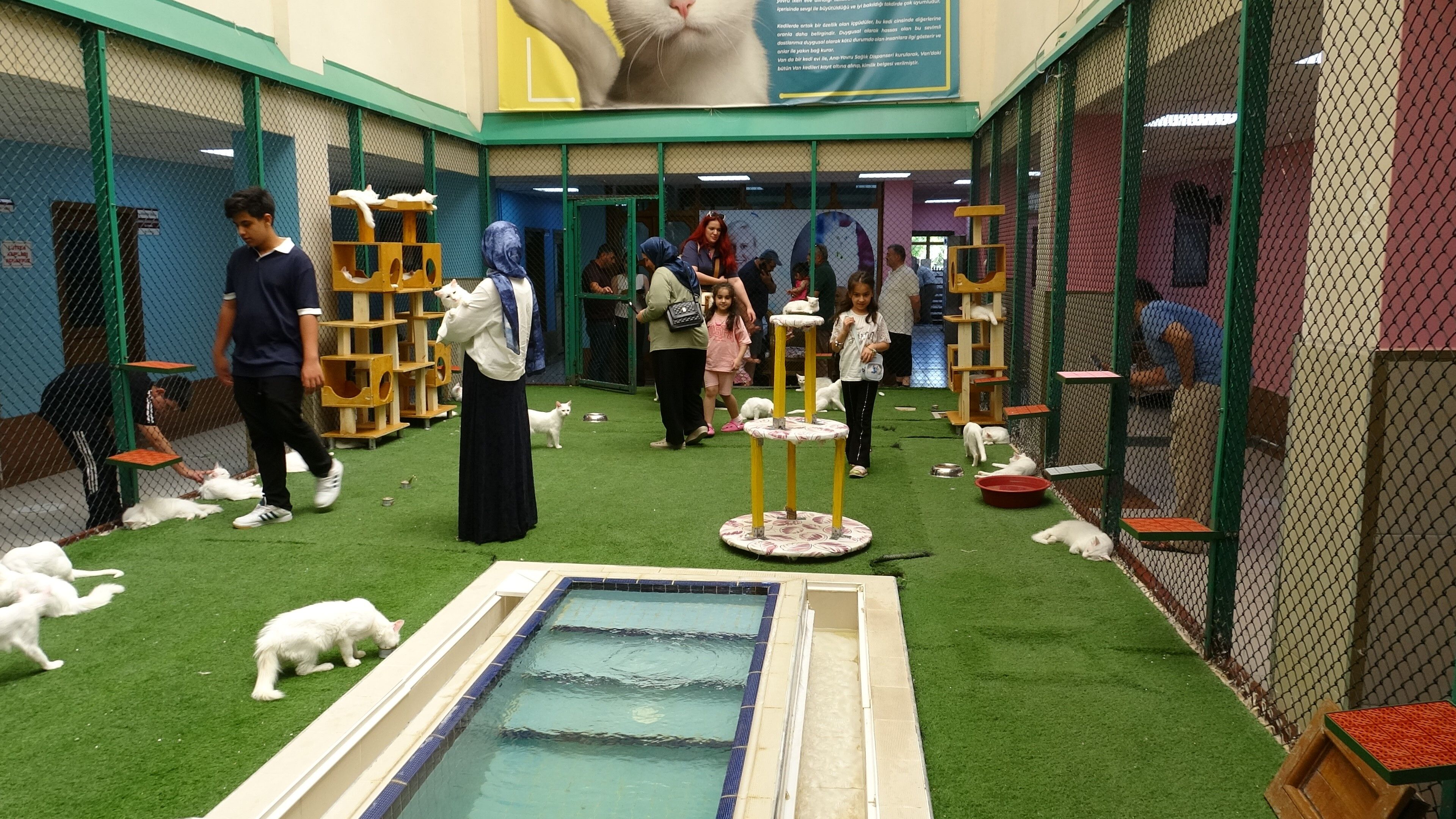 Van'a Gelenlerin İlk Durağı Kedi Villası! Ziyaretçi Sayısı Arttı (1)