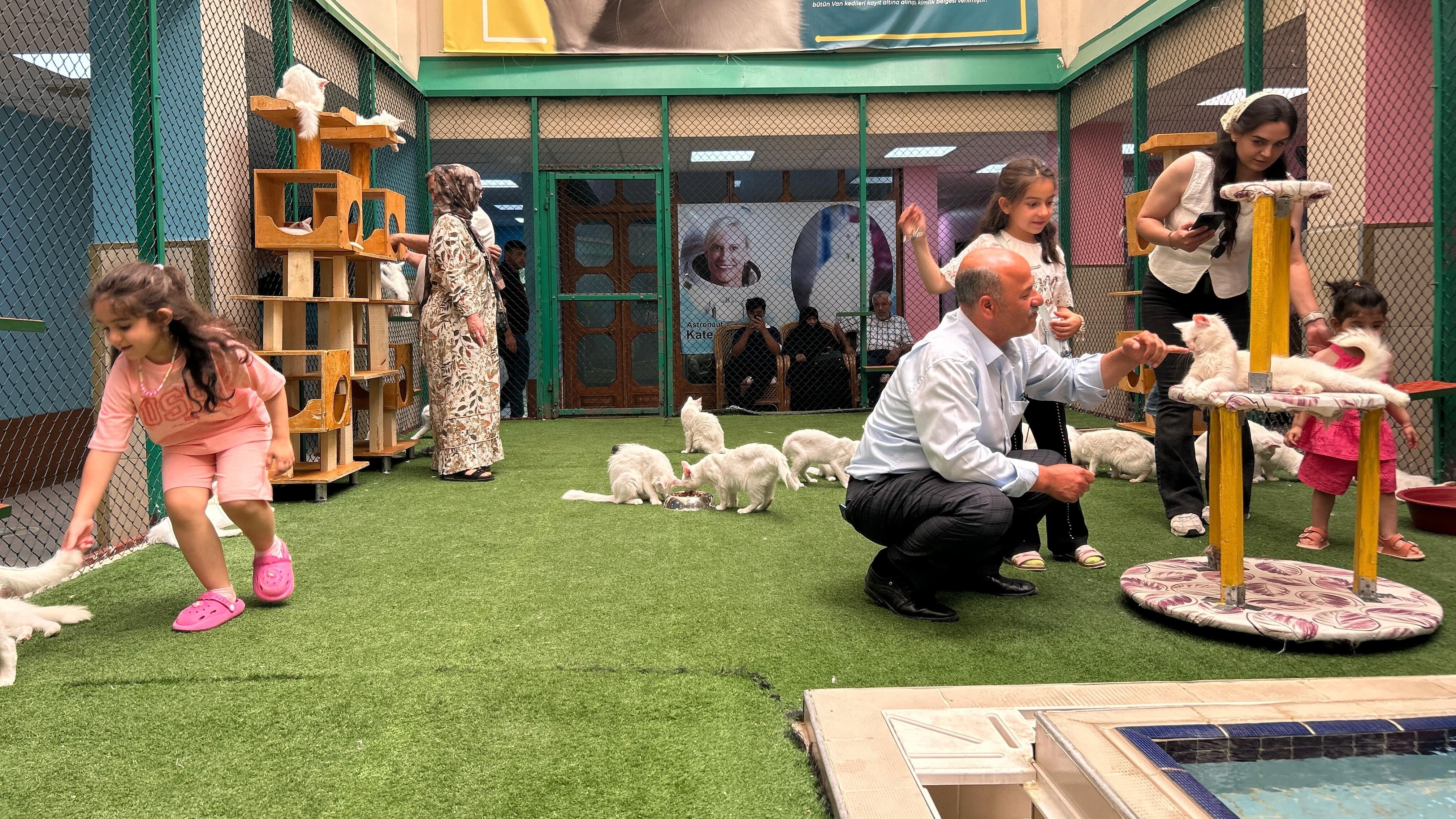 Van'a Gelenlerin İlk Durağı Kedi Villası! Ziyaretçi Sayısı Arttı (2)