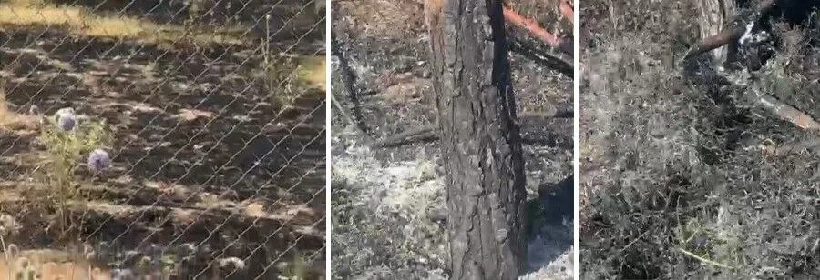 Van'da Et Süt Kurumu Bahçesindeki Yangın Tartışma Yarattı 20'Ye Yakın Ağaç Zarar Gördü-1