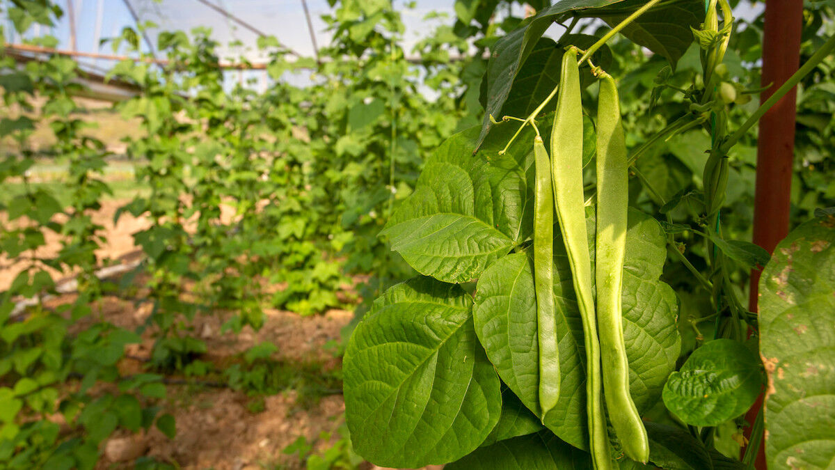 How To Grow Beans