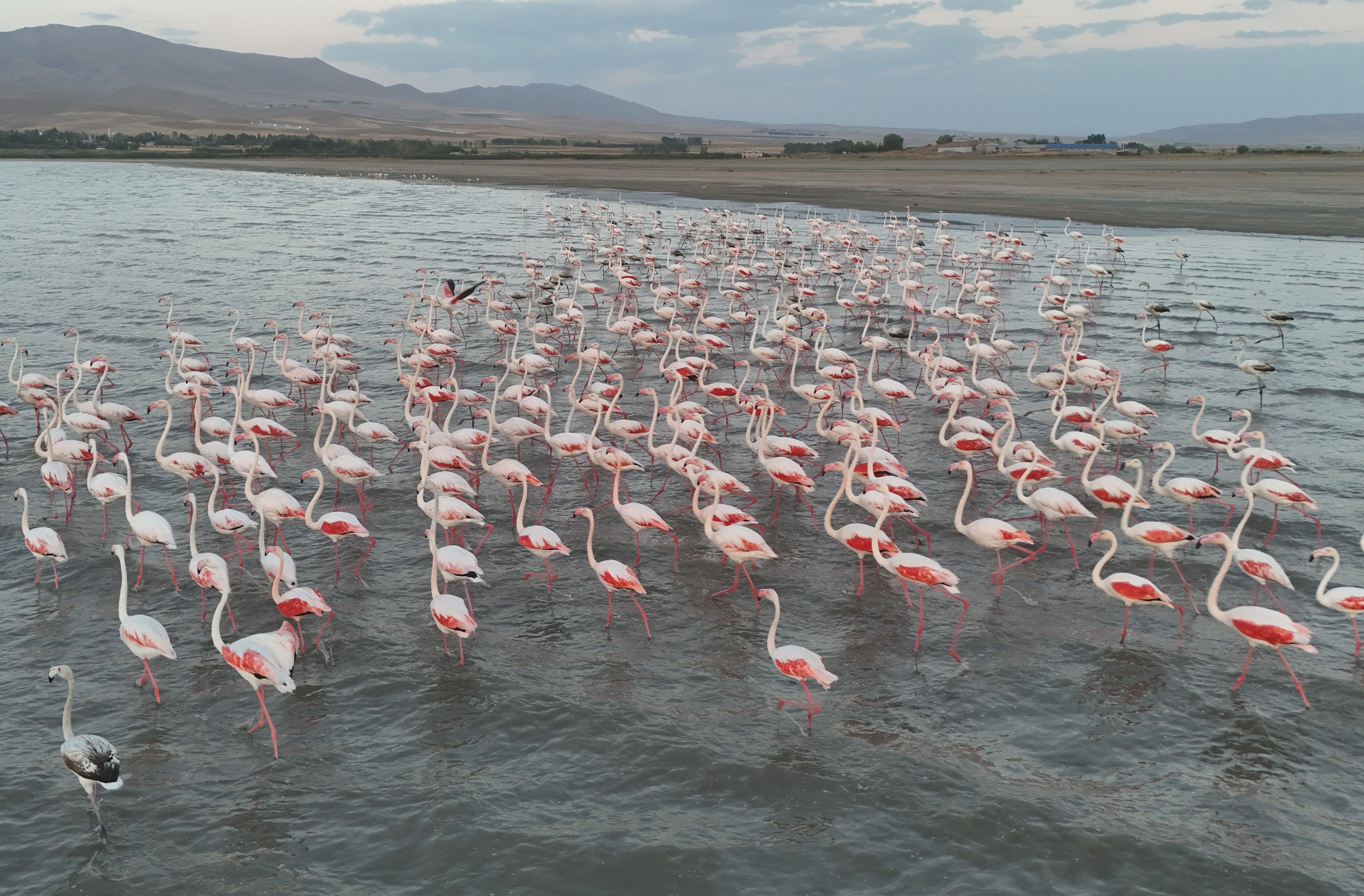 Van Erçek Flamingo Allı Turna