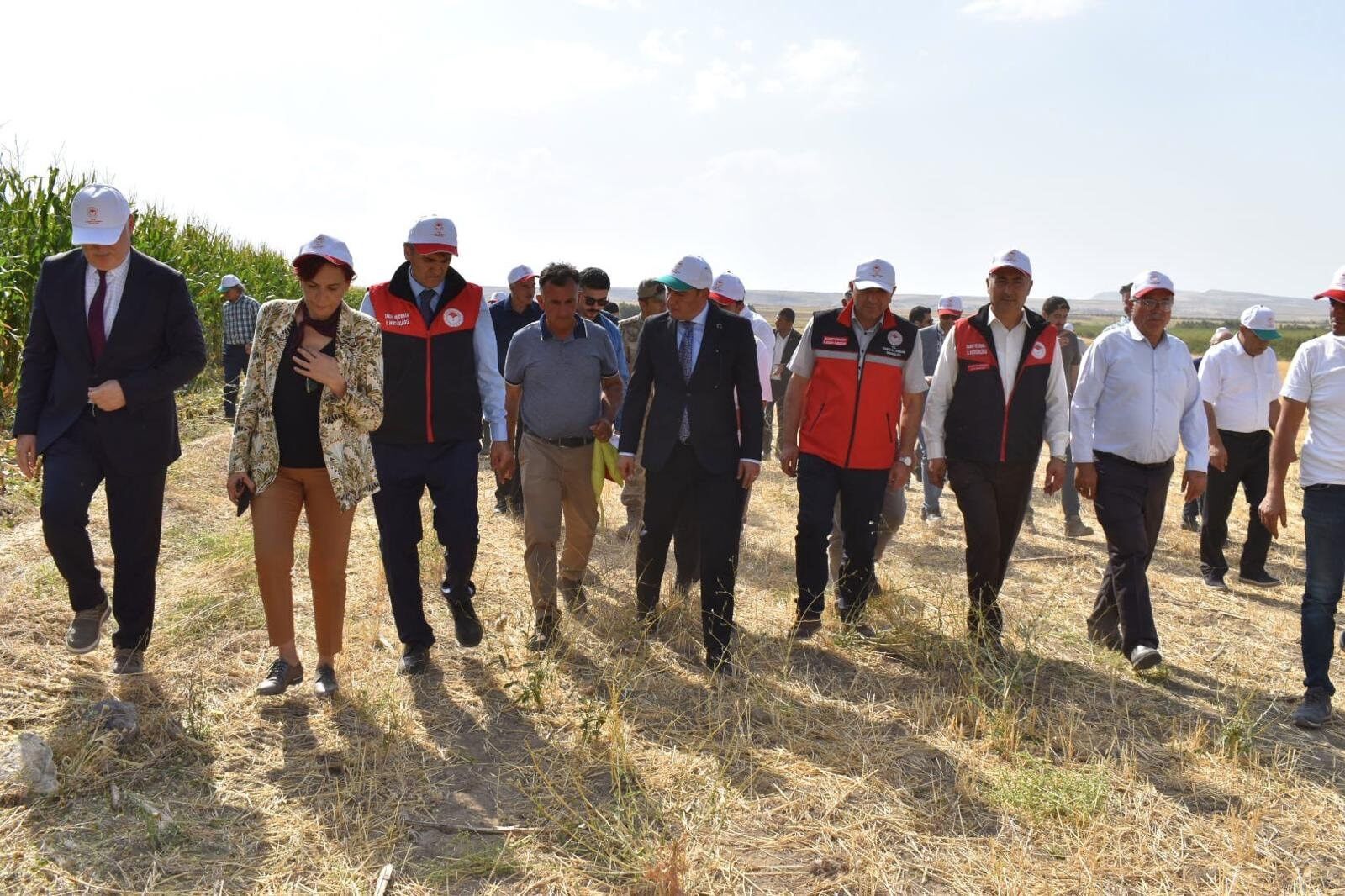 Tuşba’da Silajlık Mısır Hasadı Başladı