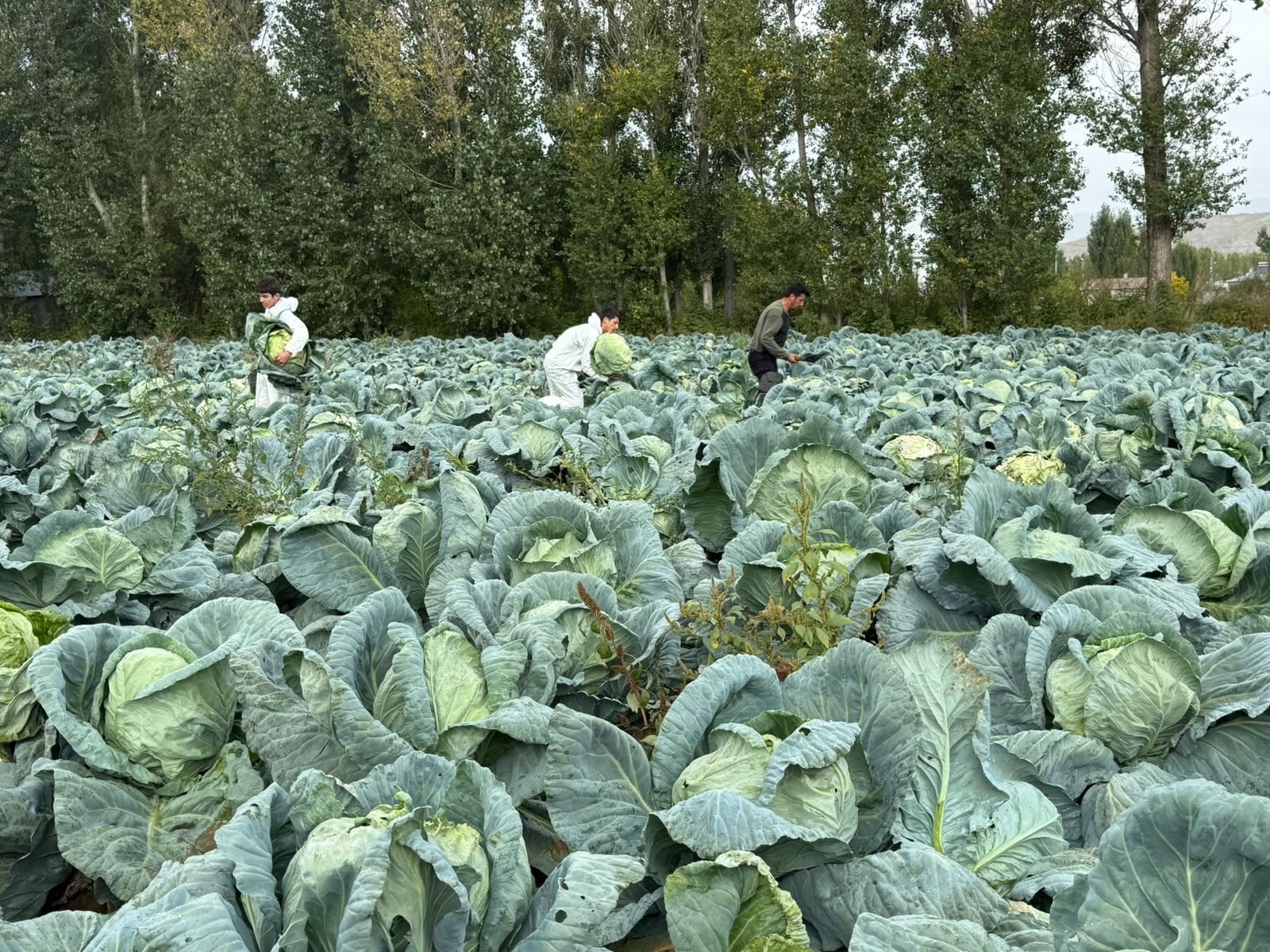 Erciş Keleminde Bereket Var, Alıcı Yok! (1)-1