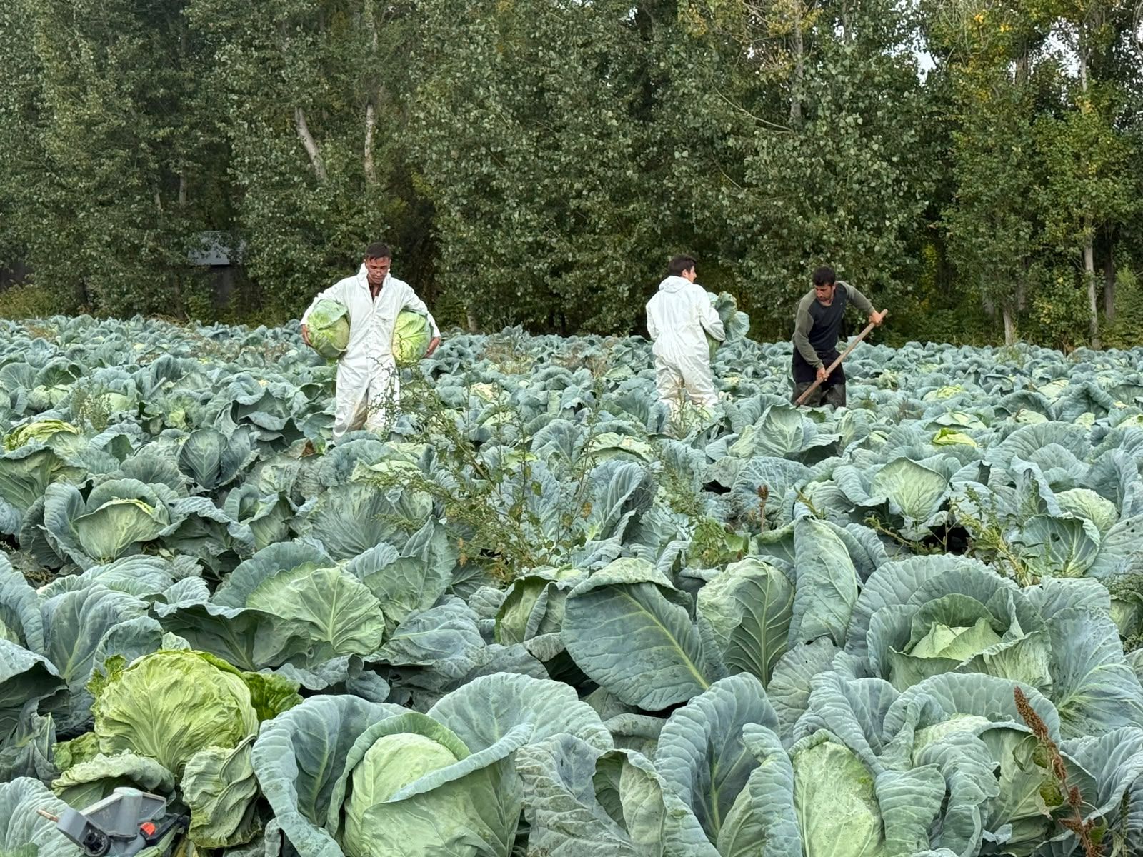 Erciş Keleminde Bereket Var, Alıcı Yok! (1)