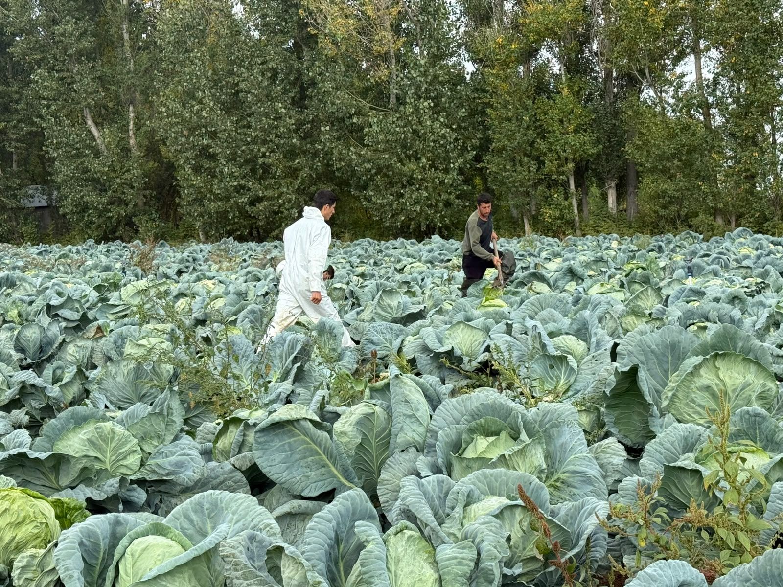 Erciş Keleminde Bereket Var, Alıcı Yok! (2)-1