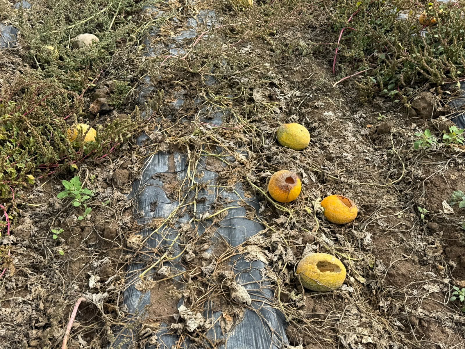 Van'da Üreticinin Ürünü Tarlada Kaldı (3)