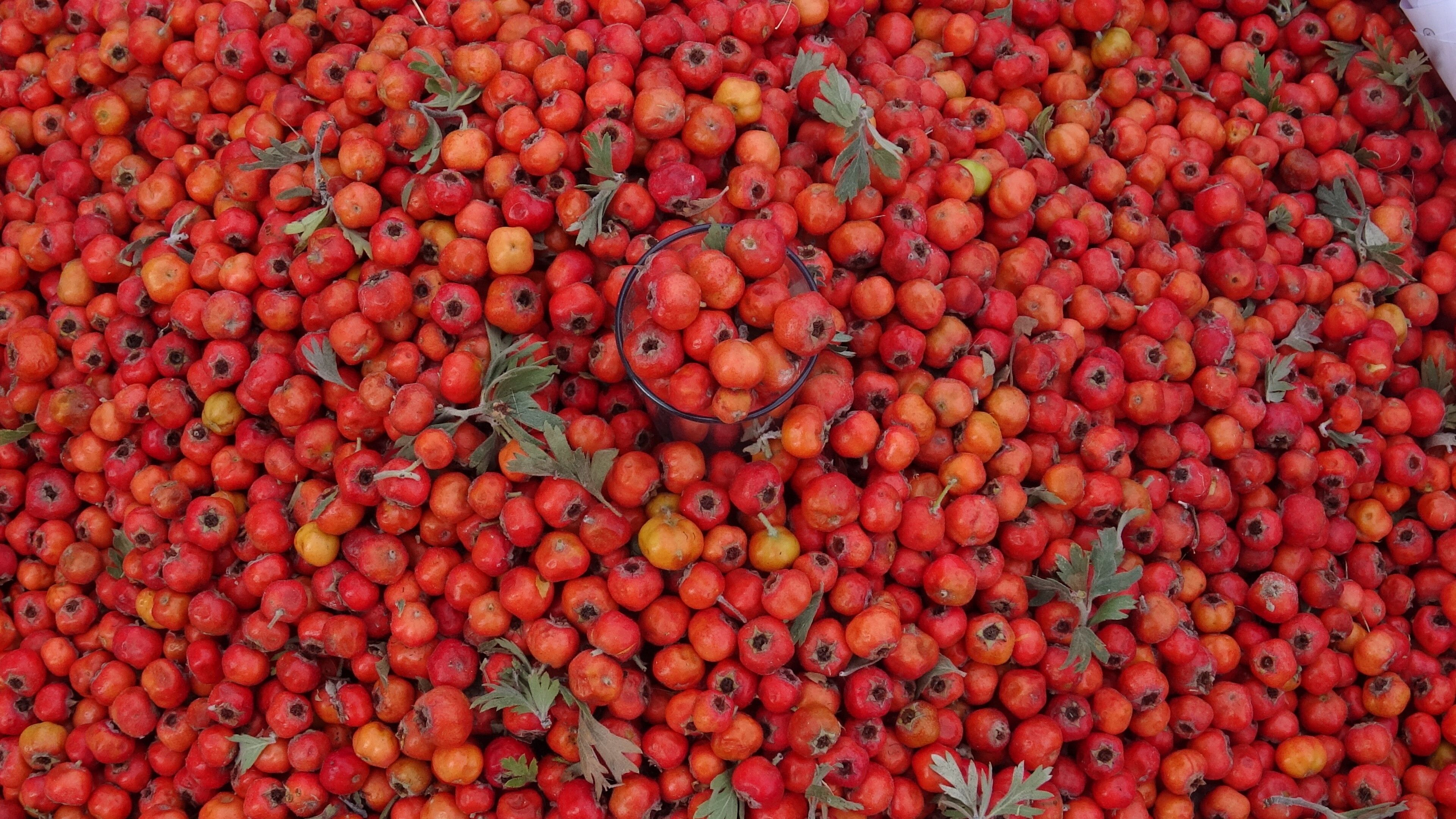 Van’da Yılda Bir Kez Yetişiyor! Kilosu 400 Tl’den Satılıyor (2)
